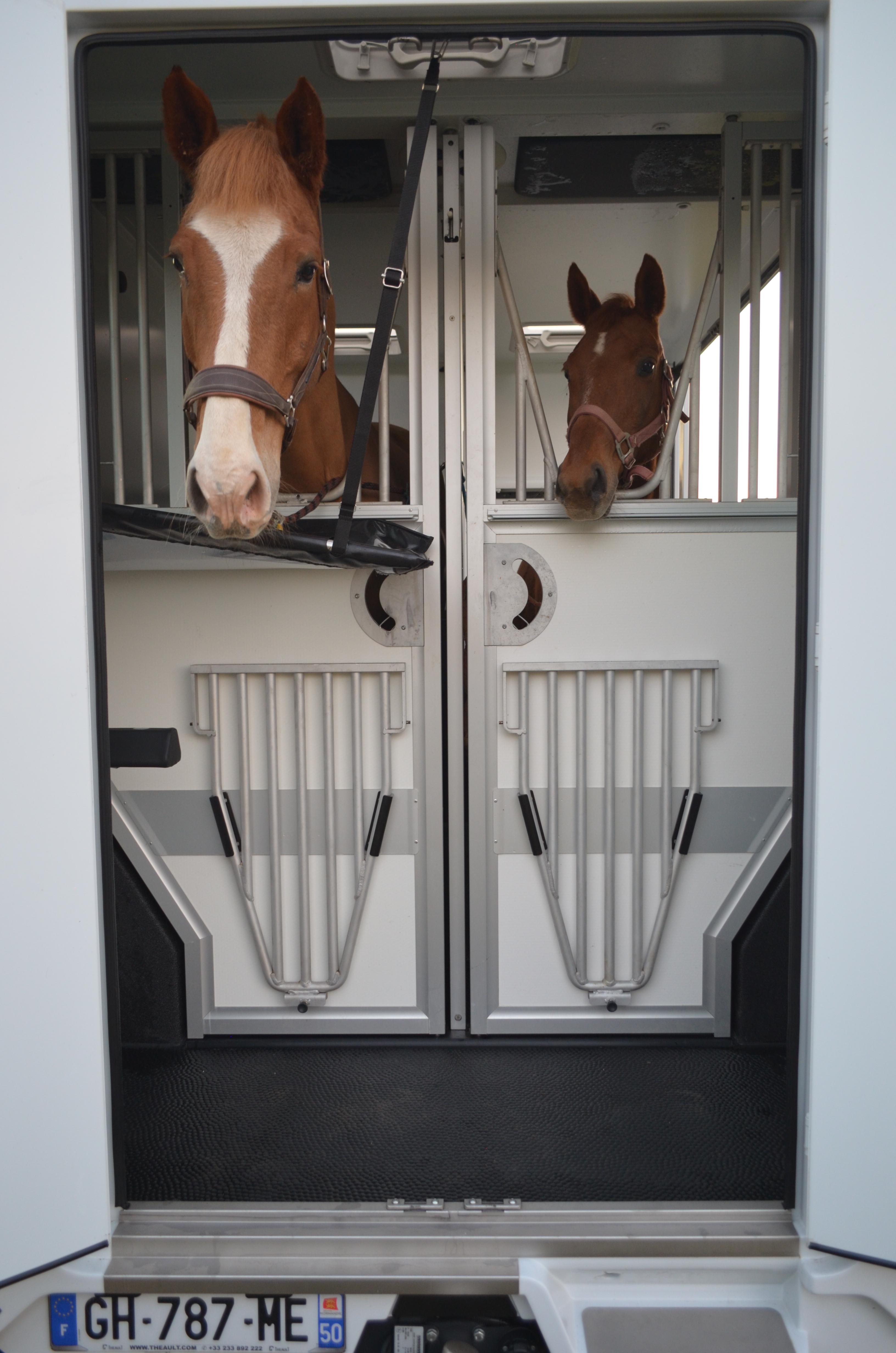 chevaux camion 