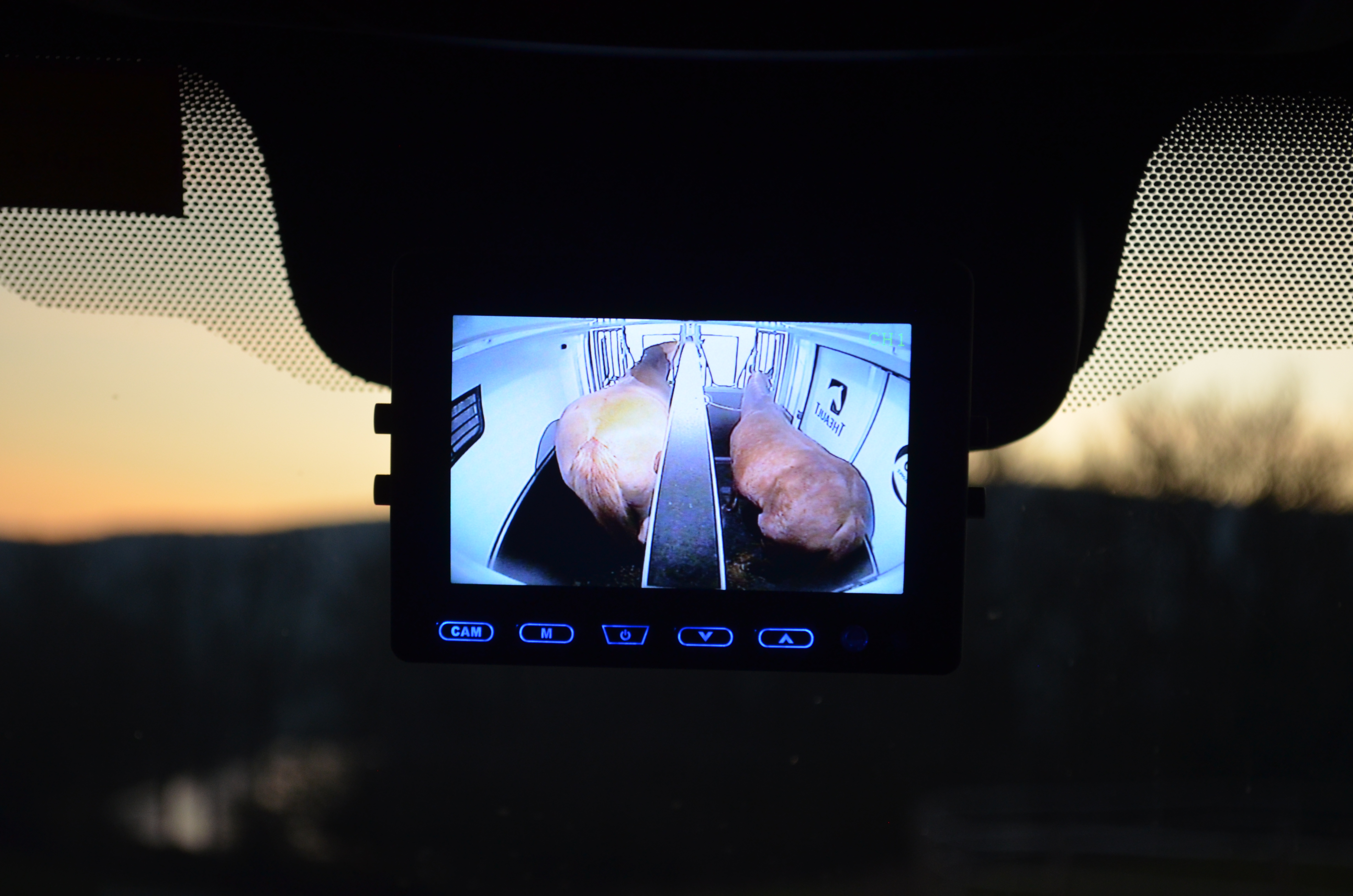 camera camion chevaux